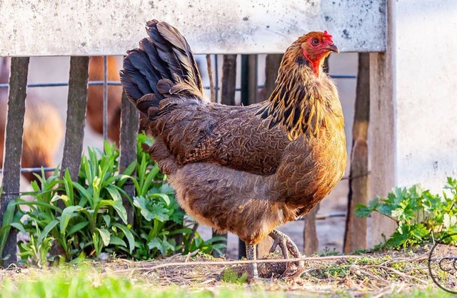 Scholl Farm Cottage - Unique FARM STAY close to Lake Michigan