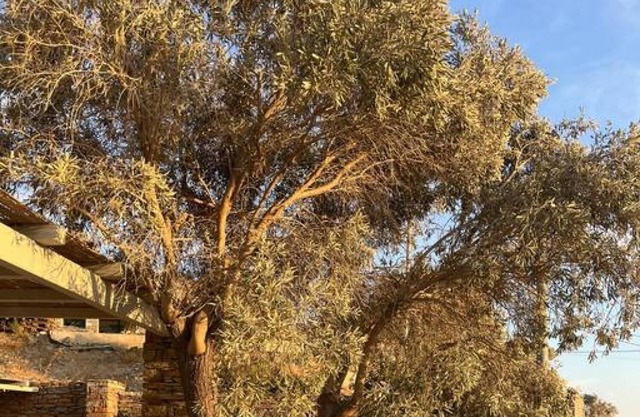 Seahorse - Cycladic Home