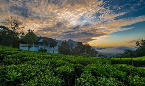 Tea Harvester