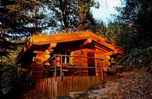 The 13 trees log cabin