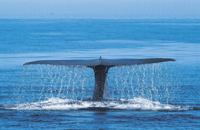 The Blue Whale @ Landmark Resort