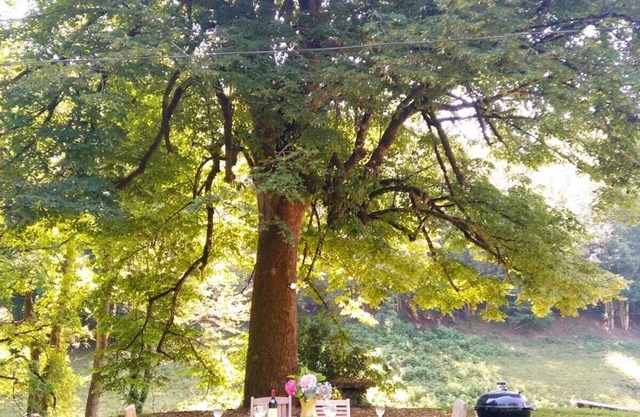 The lime tree of Bressolles