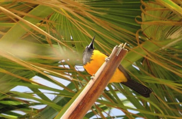 Tropical Escape – Family-Friendly Stay with Pool in Central Aruba 8min Eagle B.