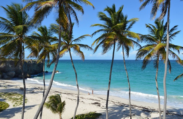 Tropical Gecko Studio