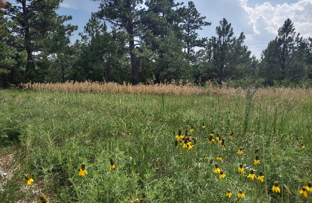 Two rustic cabins nestled within Rosebud Sicangu Lakota Oyate ponderosa forest.