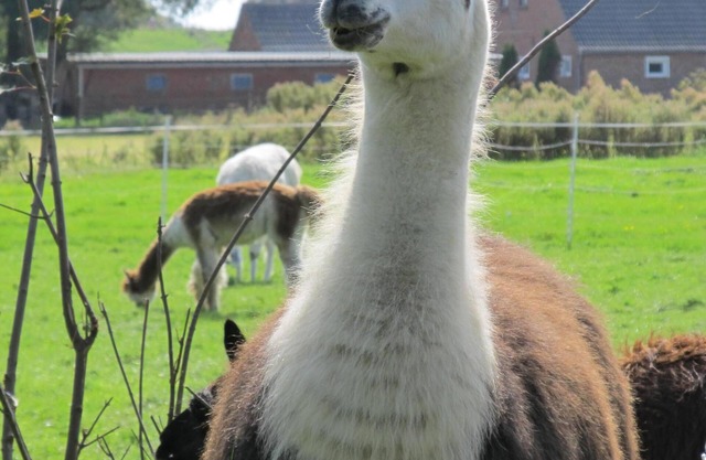 Vacations on the North Sea coast for animal lovers