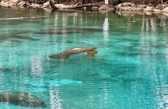 Views of Hunter Spring w/boat dock. Walk to 3 Sisters Springs and downtown