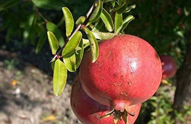 Villa "Il Melograno" with Terraces, A/C & Wi-Fi