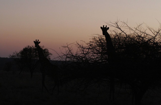 Waterberg Travelcation -Nature Getaway