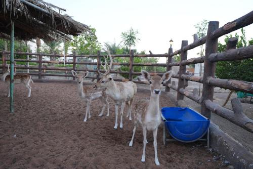 Wild farm Football, Jacuzzi, BBQ Sharjah Khor fakkan