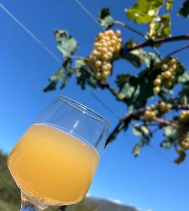 Wine tasting - Kitesa's wine cellar