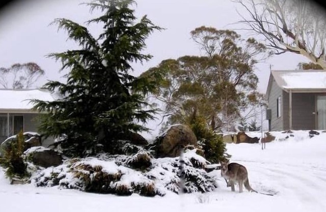 Woodbury Park Jindabyne - luxury purpose built kennel for fur guests