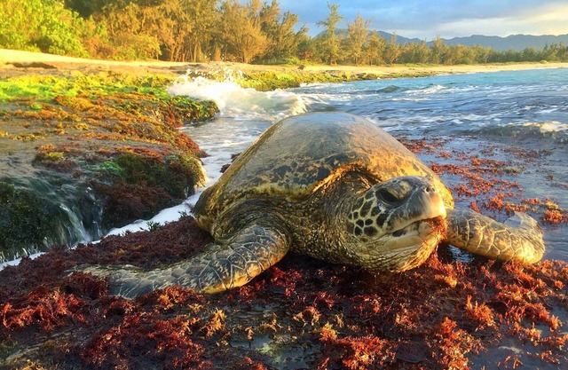 World Class Views & Excellent Reviews/Pickleball court and Pool