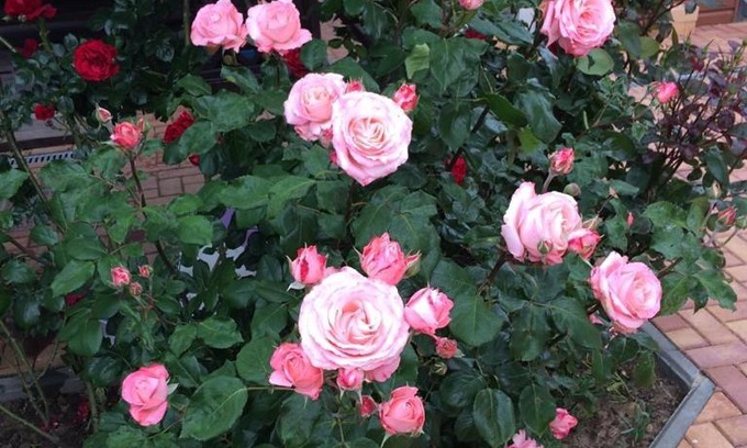 Za Rodinu House | Гостивые домики