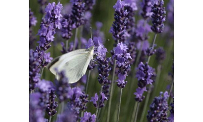 Maubec House | A warm Family home with Views of the Luberon & the villages of Bonnieux & Gordes