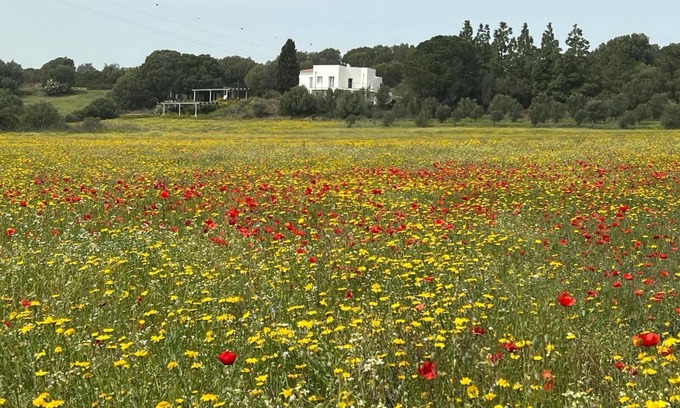 Olbia House | Agreen Country House Olivo