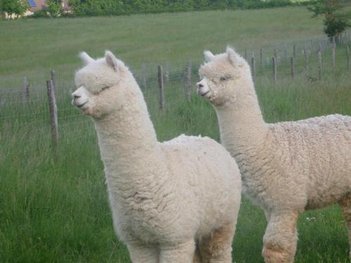 Frayssinet House | Alpagas du Quercy