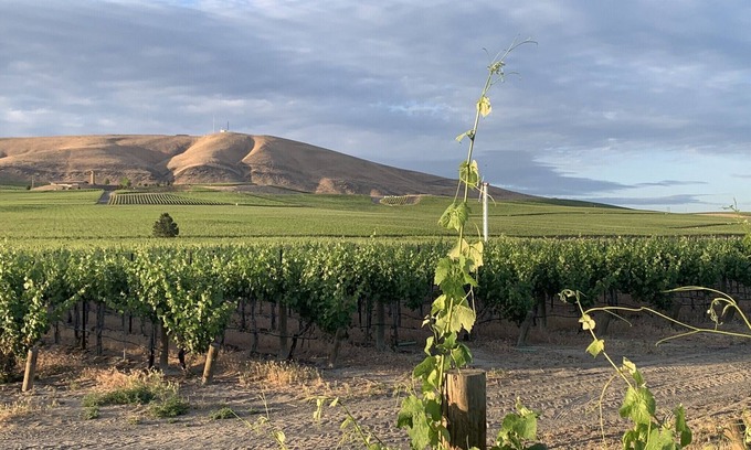 Benton City House | Amidst the vines @ Ambassador House