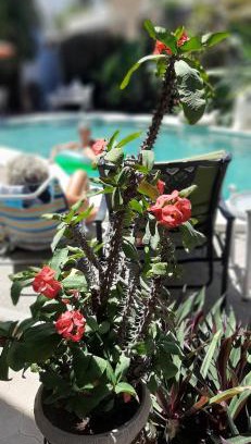 Downtown Mazatlan Apartment | Apartmento con alberca a 50 mt del mar La Licha