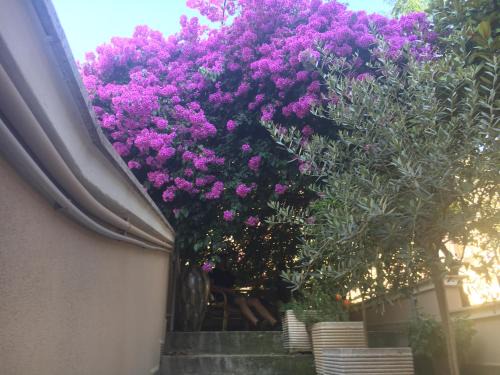 Andria Bed & Breakfast | B&B La Bougainvillea