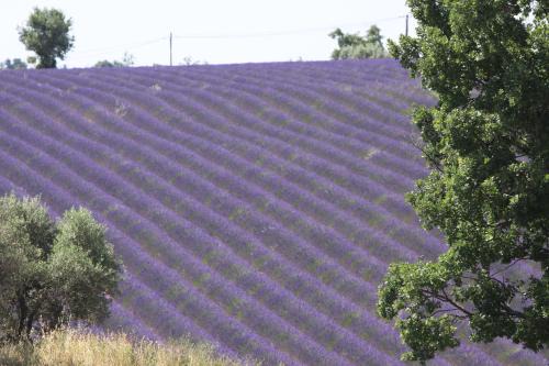 Valensole Bed & Breakfast | B&B La Grande Dame