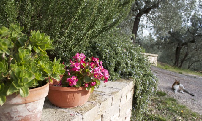 Assisi Bed & Breakfast | B&B Lavanda e Rosmarino