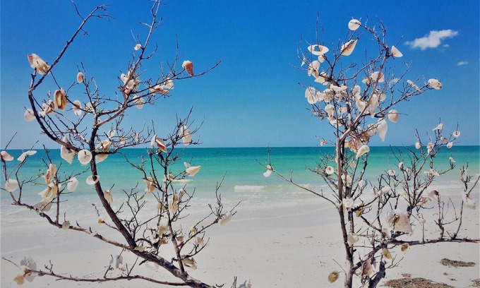 Clearwater Condo | Beautiful 1 Bed condo in Avalon of Clearwater, come see the wonders of Florida!