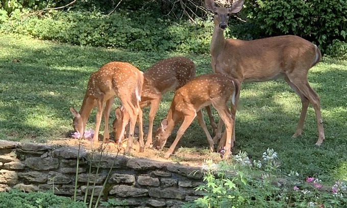 Cherokee Gardens House | Beautiful 7000 square foot home with indoor pool located on Cherokee Park