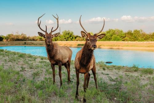 Springtown Villa | Bent Creek Lodge