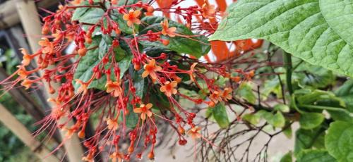 Ko Lanta Other | Blue Moon Bungalow