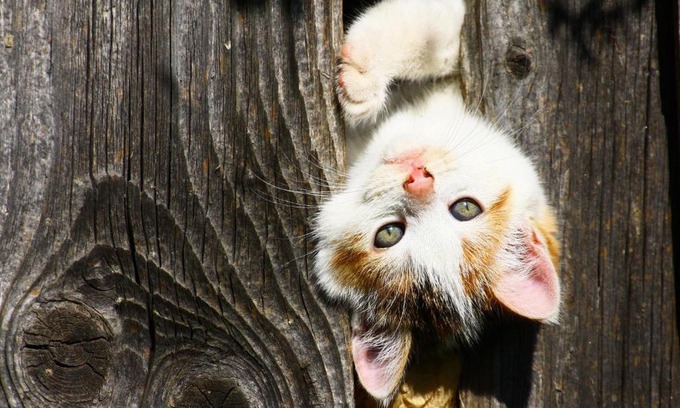 Arriach House | Bodnerhof