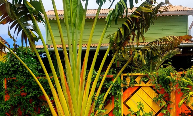 Piton Saint-Leu House | Bungalow Tout Couleur Avec Baignoire Chauffée Exterieure LE TI Citron Vert