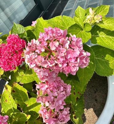 Ba Vi Apartment | Cần chỉnh sửa