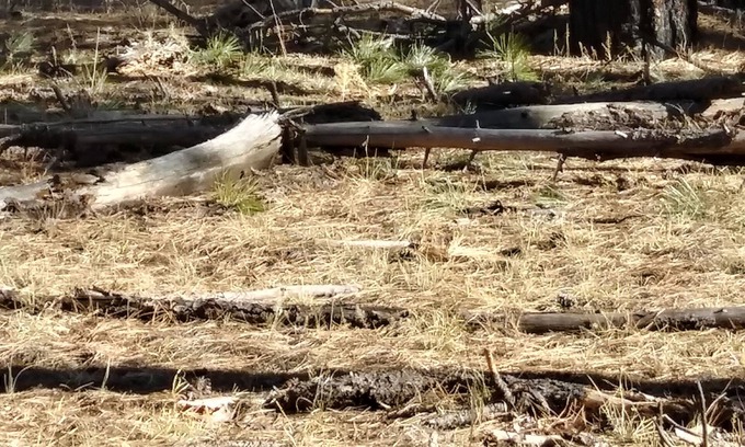 Clay Springs Cabin | Charming Cabin White Mountains