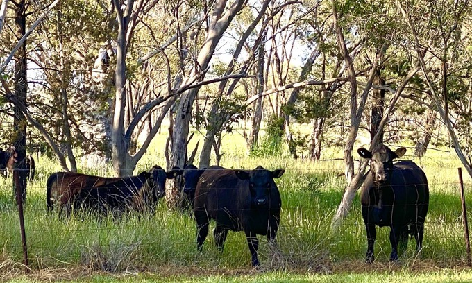 Dubbo Cottage | Charming farm cottage close to Dubbo