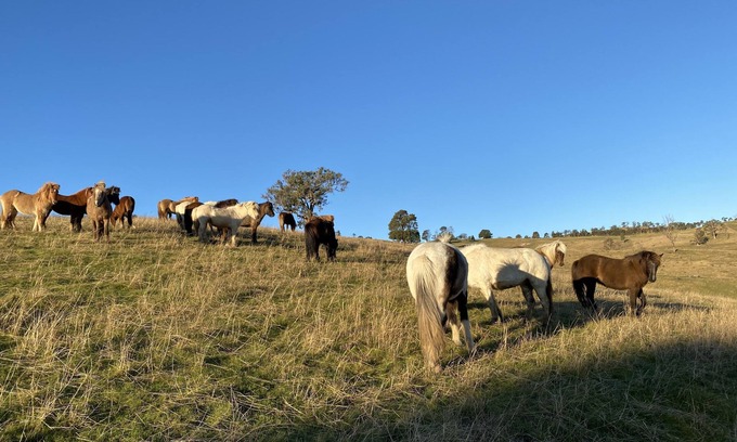 Megalong Valley Other | Coxs river rest - Warialda