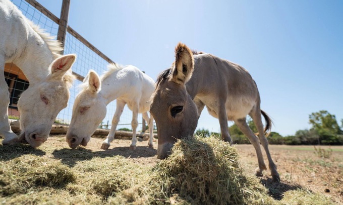 Quartucciu House | Cozy house in the countryside, near sea and nature, with farm animals!