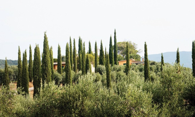 Castiglione della Pescaia House | Cozy vacation home "Rosetta" in the middle of a beautiful olive grove