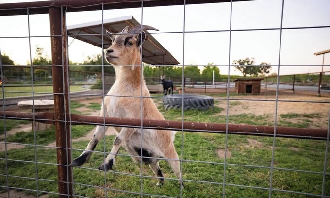 Visalia House | Creekside Ranch, a Farm Experience near Sequoia NP