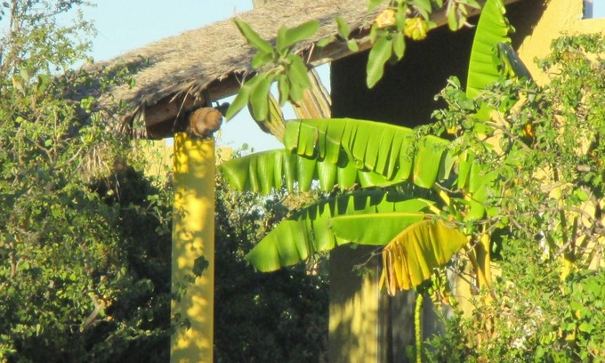 Los Cabos Cottage | Desert Oasis with swimming pool, BBQ Wifi and outdoor firepit, bird watching