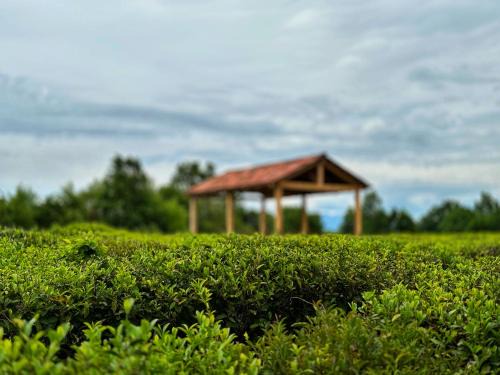Imereti House | Eco-friendly Guesthouse Tea Gezruli 25 km from Chiatura