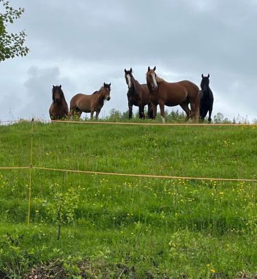 Balsfjord House | Feriehus midt mellom Tromsø og Senja