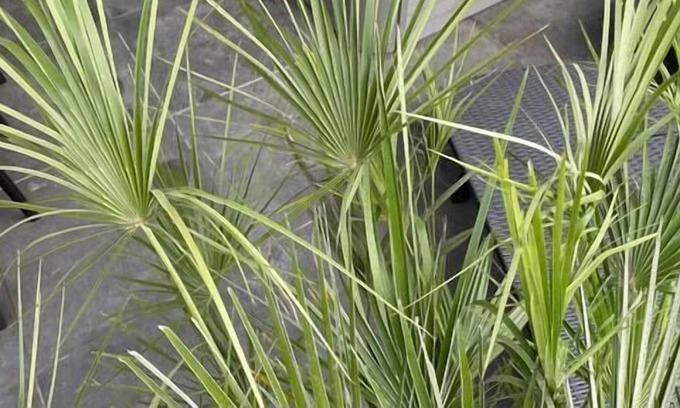 Saint-Amand-les-Eaux House | Gîte "spa" Climatisé 2/4 Pers