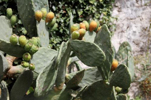 Olgiate Comasco Apartment | Garden Villa - Villa con frutteto nei pressi del Lago di Como