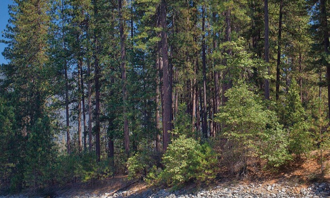 Bass Lake Resort | Gateway to Yosemite!