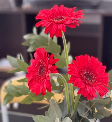 Haedo Apartment | Gerbera Colorada HAEDO