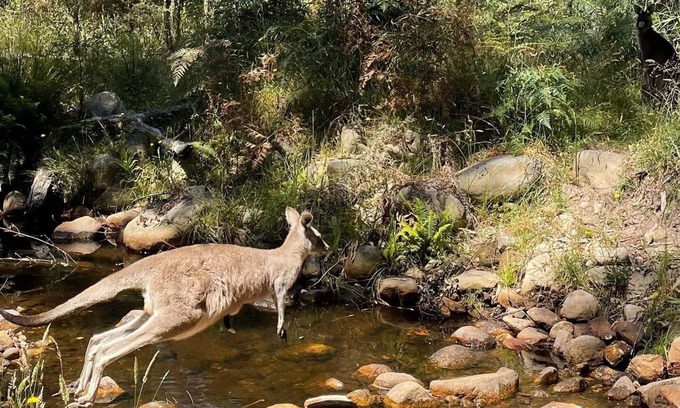 Halls Gap House | Gorgeous House right on Stoney Creek. Escape to the bush!