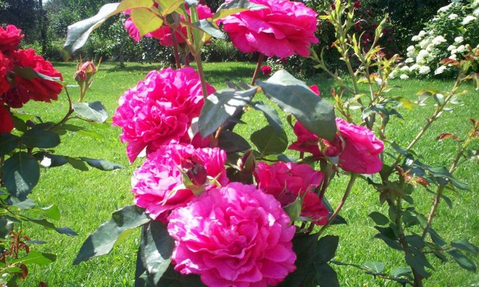 Suzdal House | Guest House Valentina