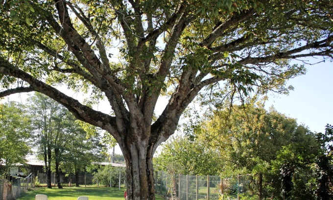 Le Verdon-sur-Mer Hotel | Hôtel Les Terrasses