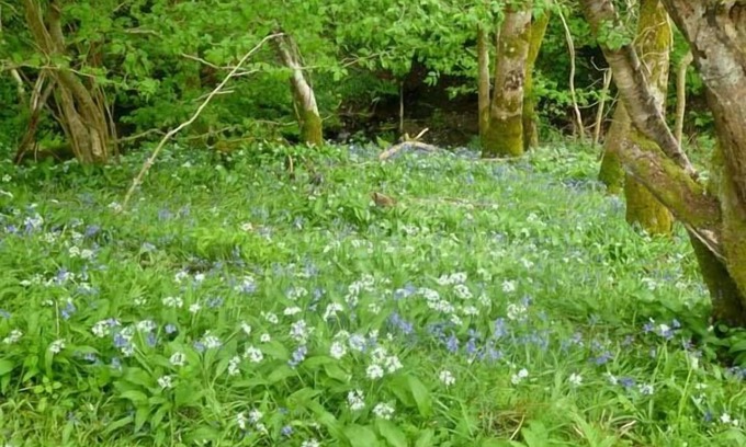 Denbigh Cottage | Hendre Aled Cottage 1